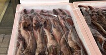 北海道で販売されていた箱いっぱいの“生ほっけ”→よく見たら……「えっ！」　驚きの光景が100万表示「ありえない」「過小評価されすぎだろ」
