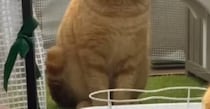 「ちょっとこの子ww」夫婦宅に来た“強烈キャラ”の野良猫→妻爆笑の“まさかの姿”に「凄いですねww」「モテ要素満載」