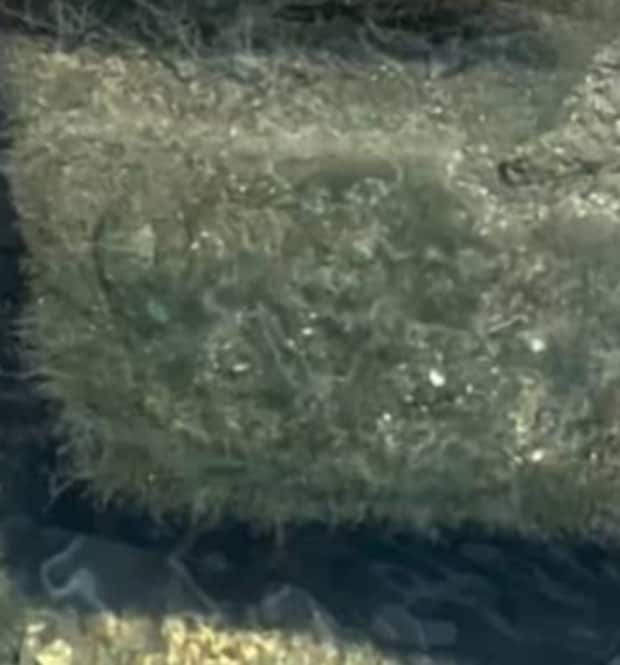 外来種がいると噂の水路→ふと見ると……　心臓が跳ねるの光景に「デカ過ぎだろ！」「グロテスク」