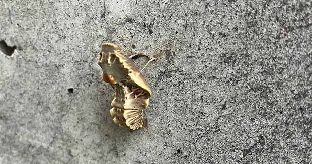 庭にサナギが大量発生→ある朝外に出たら……「うおぉぉきれええええい！」圧巻の光景に大反響