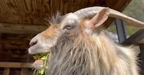 ヤギの“ジョン”にお手入れ道具を与えたら……　飼い主タジタジ「浮いた！」「おもろすぎ」「ほぼ風の谷のナウシカ」