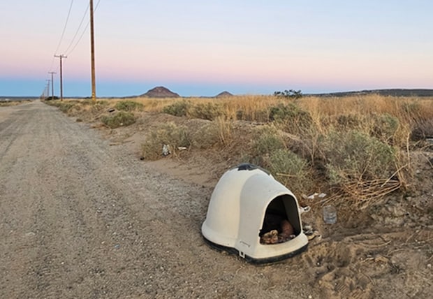 砂漠に置き去りにされた「老犬」――　それでも人を信じ続けた結果……　訪れた「奇跡」に“2万いいね”と感動の声【海外】