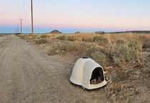 【画像】砂漠に置き去りにされた老犬