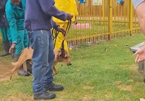 「幸せになってね」「飼い主さんありがとう」　12年間、孤独だった“老犬”――　仲間を見送り続けた彼に訪れた“幸せいっぱい”の光景が反響【海外】