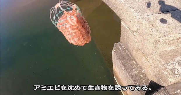 排水路の出口に“大量のアミエビ”を沈めたら……　「コーヒー吹いた」思わず声が出る光景に「万札バラまいてるみたい」「モジャモジャ！！」