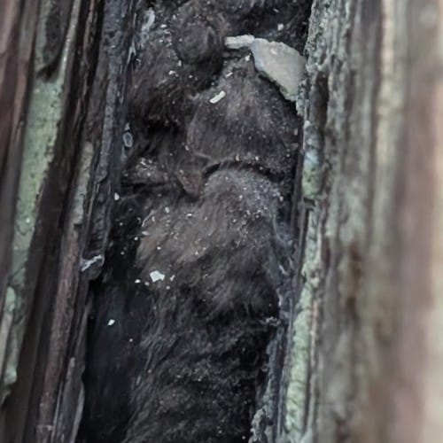 10センチの壁に挟まった“毛玉”→よく見ると……？　“驚き”の正体と“奇跡”の出来事に「夢のような気持ち」「ハッピーエンド！」【海外】