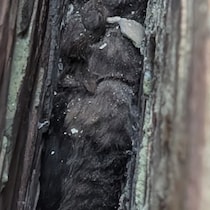 【画像】隙間に挟まった「毛玉」の正体