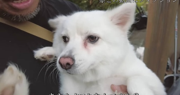 見た目がタヌキすぎる愛犬→DNA検査をしてみると……「マジか！」　意外な正体が判明して半年後……飼い主に話を聞いた