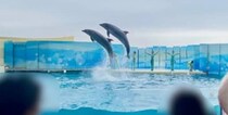0歳息子と水族館にお出かけ→イルカを　「ひぃやぁぁあ」まさかの光景に「写真展に出すべき」「まさに親の心子知らず」