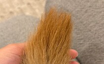 愛犬のしっぽの毛並みをかき分けると……「すごい！」　飼い主衝撃の“まさかの光景”に「初めて見ました」「お犬様の神秘……」