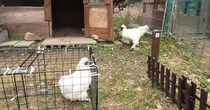 メスに先立たれたオス鶏→新たな“お相手”と対面したら……　「個性的すぎて笑う」「やっぱり寂しかったんですね」