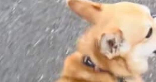 何かをくわえて散歩するコーギー、よく見たら……「そんなことある!?」 “まさかの正体”に「なんで」「遭遇したい」