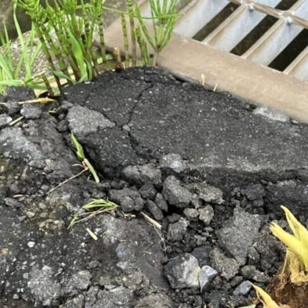 ひび割れた道路→よく見ると…… 「これは!!!」まさかの光景に「生命力ですねぇ」