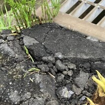 ひび割れた道路→よく見ると……　「これは!!!」まさかの光景に「生命力ですねぇ」