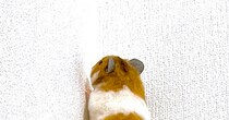 壁を登るハムスター→よく見ると……「！？」　衝撃すぎる“まさかの正体”に「騙された」「たまんねぇぇえ！」