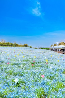おなじみのネモフィラ畑かと思ったら……　“気付いた”人の心を熱くする光景に「これ場所どこ！？」「かわいすぎる」400万表示