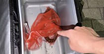 スーパーで見つけた“小さなウツボ”→連れ帰って水槽に入れたら……　思わぬ姿に「すごすぎる！」「こんなに可愛いなんて」
