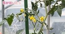 【画像】ミニトマトの確認する場所