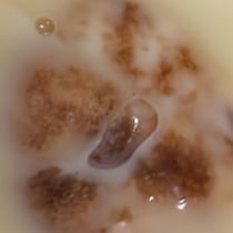 夫がたこ焼きを注文したら……「たこ焼きが溺れている！」衝撃の光景に「これは許されるのか？」と971万表示