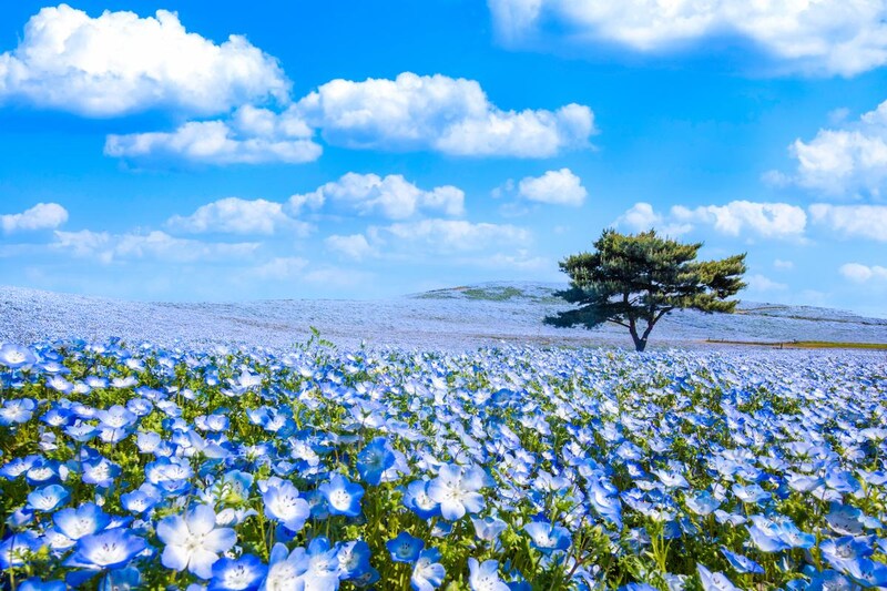 「毎回リピート買いです」 “茨城県の銘菓”に絶賛の声 「お芋好きにはたまらない」「土産に必ず買ってる」
