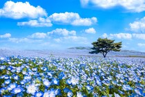 【画像】「ほっしぃ～も」の詳細を見る
