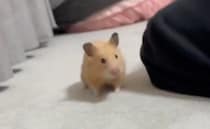 ハムスターの横で飼い主がくしゃみをしたら……“まさかの反応”に「何度でも見たい表情w」「アニメみたいwwww」「かわいすぎる」
