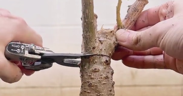 元気がなく“しおしお”になった観葉植物→枝をぶった切ってみると……　2週間後の姿に驚きの声「素敵な命ですね」「そこから芽吹くの？」