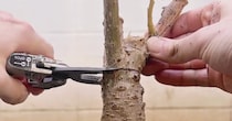 元気がなく“しおしお”になった観葉植物→枝をぶった切ってみると……　2週間後の姿に驚きの声「素敵な命ですね」「そこから芽吹くの？」