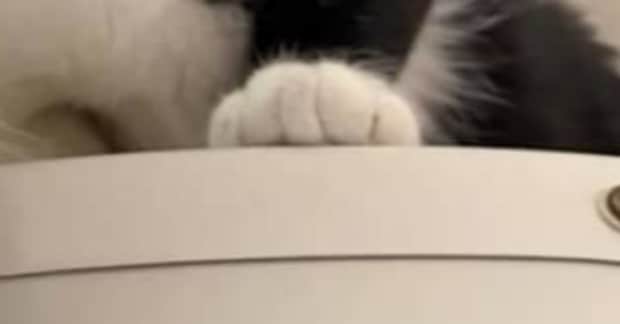 飼い主「そこ乗っちゃダメ！」と言われた愛猫→表情を見ると……　驚きの態度に「反省の色が一切見えない」「反則級の可愛さ」