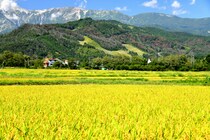 【画像：ランキング20位～1位を見る】