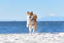 「あと100年は生きねば」　老後に飼いたいと思う「犬種」ランキング！　上位に選ばれた犬は…「飼ってぬくぬくしたいなぁ」「絶対体力追いつかない」の声も