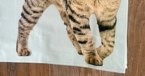 「欲しい欲しい欲しい」　約2時間で完売した猫バッグ→“たまらん仕掛け”に「んんんん」「こんなの欲しいよ！」