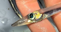静岡の浜辺を歩いていると……　遭遇した“幻の生き物たち”に「珍しいですね！」「見てて飽きない」