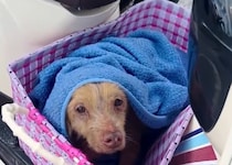 【画像】老犬に訪れた奇跡