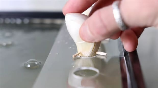 魚やエビが暮らす水槽にニンニクを設置→30日後の光景に「すごく興味深い」「引き込まれる」と120万再生【海外】