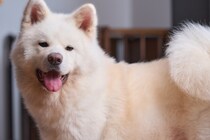 【男性が選ぶ】最強にかっこいい「犬種」ランキング！　2位は「ドーベルマン」、1位は？