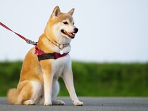 【60代が選ぶ】老後に飼いたいと思う「犬種」ランキングTOP28！　第1位は「柴犬」【2025年最新調査結果】