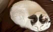 パパと娘と愛猫が眠る寝室→ママがのぞくと……　まさかの光景に「笑ってお腹つりました」「この状態なら家事できてなくても許す自信ある！」