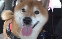 健康診断を終えてホッとした柴犬→笑顔になった直後……　“聞きたくなかった一言”に表情一変「日本語理解してるでしょ」