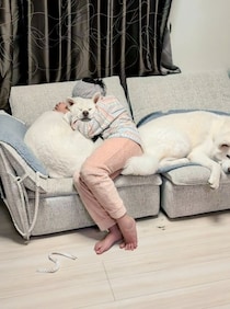 「イヌへの愛が深すぎて」　次女の愛の猛攻に秋田犬の表情が……　思わずクスっとなる光景に「スッゴクしあわせ」「わかるわかる」