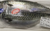異様に腹がふくれたサバ→鳥肌が立つ“中身”が24万表示「自然は残酷」「どうすんの！？」