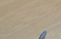 【画像】貝殻の“あるじ”の顔