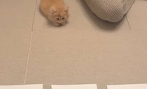 【画像】話題を呼んだ全編を見る