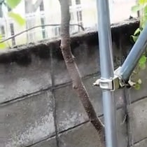 ホームセンターで買った2本の苗→庭に植え、5年後……　目を疑う光景に「農園みたい」「すっっっごい憧れる」と178万再生