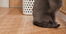猫がたたずむ廊下→突き刺さるような視線を感じて……　飼い主をゾクリとさせた“驚きの光景”が130万表示「笑ってしまいました」「ばれてニャイ」