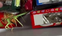 冷凍室から大量の「カマキリ」→まさかの光景と明かされた“事実”が100万再生「ザワザワする」「びっくり」