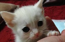 【画像】腹筋崩壊のビフォーアフター