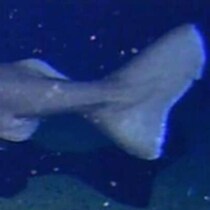 南極に「サメ」はいた──　世界初、水温1.27度の深海に体長4メートル級が出現【海外】