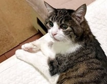 21歳の猫→大量の抜け毛が発生したら……　「遊んだりするの？」“まさかの光景”が172万表示「最早アート笑」