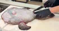 市場で買った“おなかパンパン”のアンコウ→さばいてみると……　出てきた中身に「衝撃のデカさ！」「やばすぎだろ」